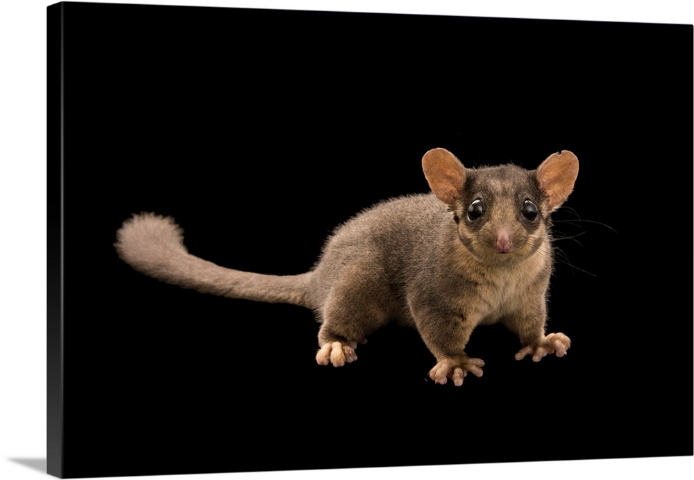 A Leadbeater's possum, Gymnobelideus leadbeateri, at Healesville Sanctuary.