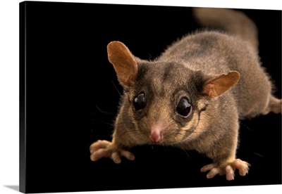 A Leadbeater's possum, Gymnobelideus leadbeateri, at Healesville Sanctuary