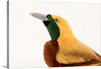 A lesser bird-of-paradise, Paradisaea minor, from a private collection