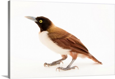A lesser bird-of-paradise, Paradisaea minor, from a private collection