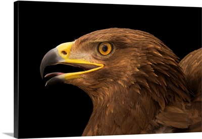 A Lesser Spotted Eagle At Sia, The Comanche Nation Ethno-Ornithological Initiative