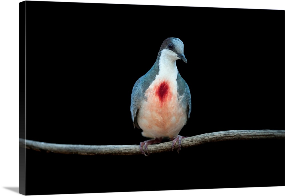 A Luzon Bleeding-heart dove, Gallicolumba luzonica.
