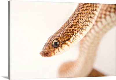 A Madagascar speckled hognose snake, Leioheterodon geayi, at Pet Paradise