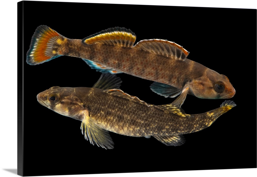 A male and female lipstick darter (Etheostoma chuckwachatte) from Hillabee creek, Tallapoosa River Drainage, near Alexande...