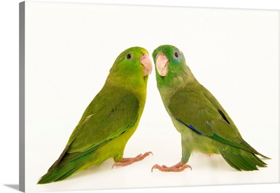 A Male And Female Spectacled Parrotlets, Forpus Conspicillatus, At Piscilago Zoo