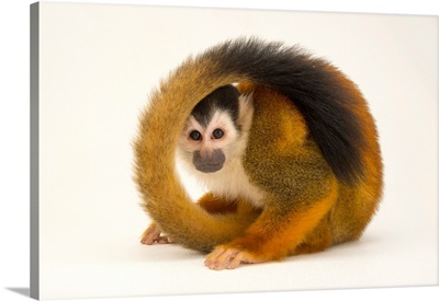 A Male Black Crowned Central American Squirrel Monkey At The Summit Municipal Park