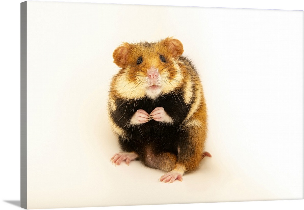 A male common hamster (Cricetus cricetus) from the wild near Thuringia, Germany. This individual was photographed at Leipz...