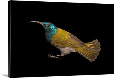A male green headed sunbird, Cyanomitra verticalis, at a private collection
