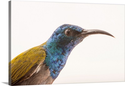 A male green headed sunbird, Cyanomitra verticalis, at a private collection