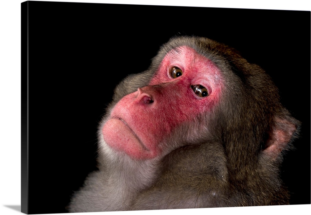 A male Japanese macaque or snow monkey, Macaca fuscata, at Bioparco di Roma.