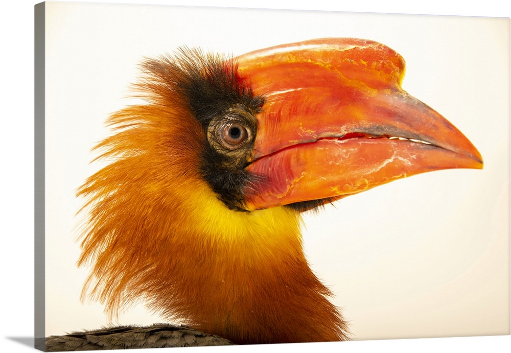 A male Luzon rufous hornbill (Buceros hydrocorax) at the Avilon Zoo. This species is listed as vulnerable on the IUCN red ...