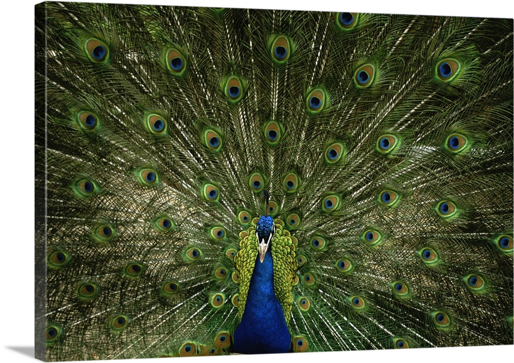 A male peacock displays his feathers and plumage.