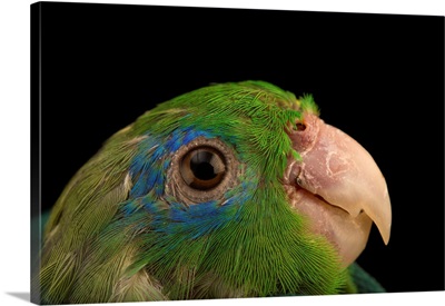A Male Spectacled Parrotlet, Forpus Conspicillatus, At Piscilago Zoo