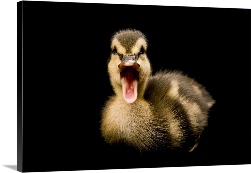 A Mallard duckling, Anas platyrhynchos.