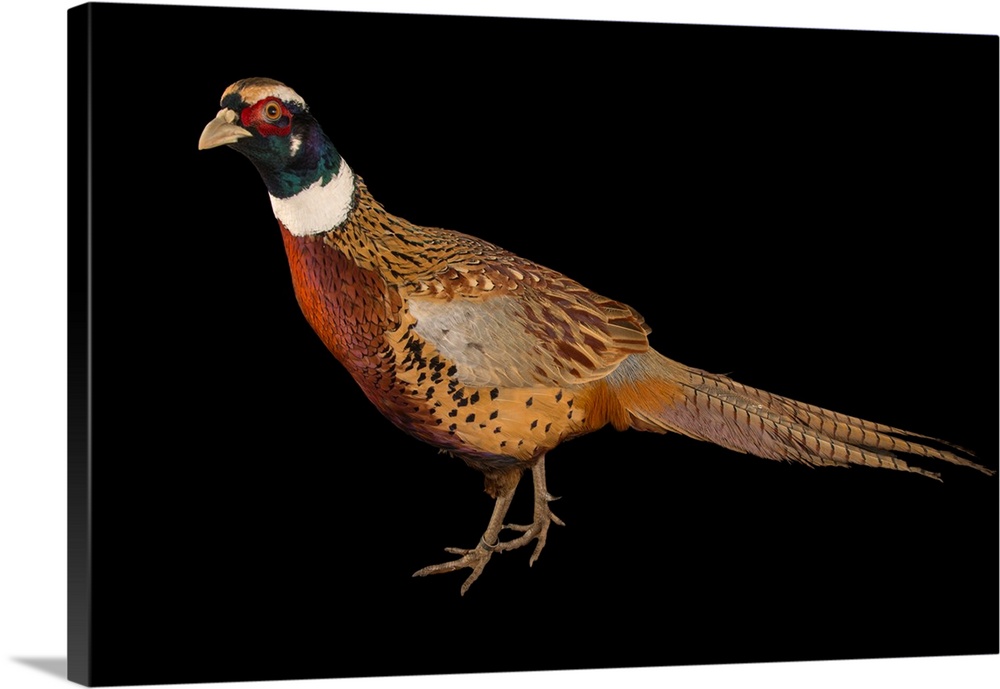 A Manchurian ring necked pheasant, Phasianus colchicus pallasi, at the Plzen Zoo.