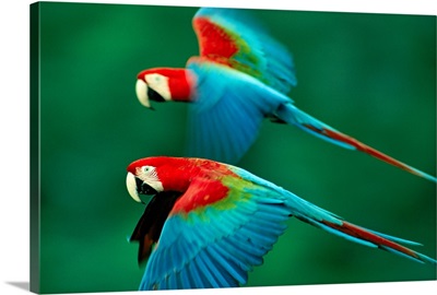 A mated pair of red and green macaws