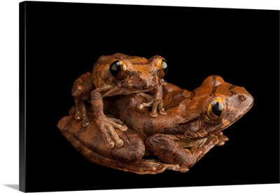 A Mating Pair Of Red Tree Frog, Leptopelis Rufus, From The Wild