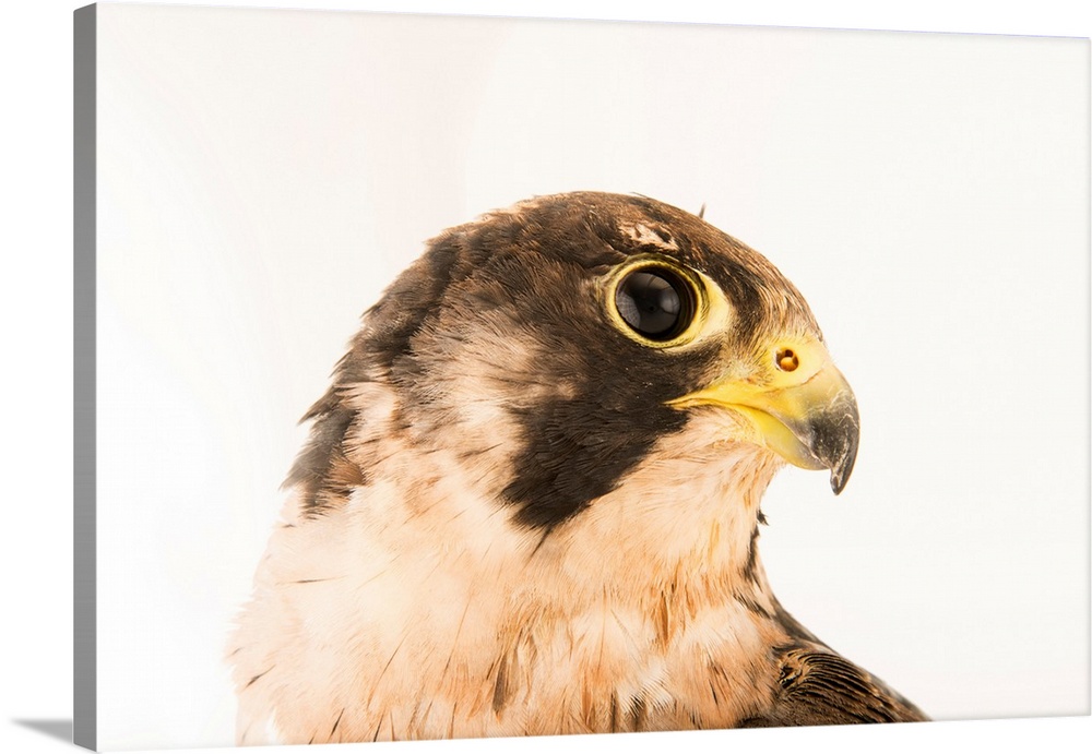 A Peregrine falcon, Falco peregrinus brookei, at the Wildlife Rescue Center (LIPU) of Rome.