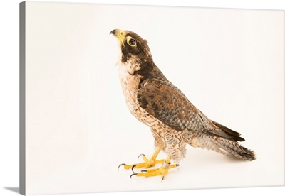 A Mediterranean peregrine falcon at Centro Recupero Fauna Selvatica Trento