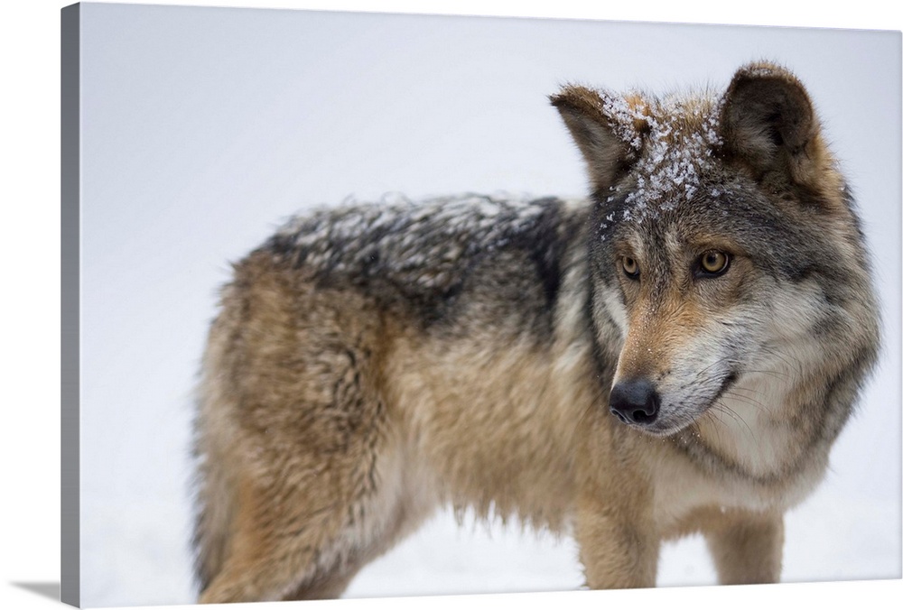 A Mexican gray wolf, Canis lupus baileyi.