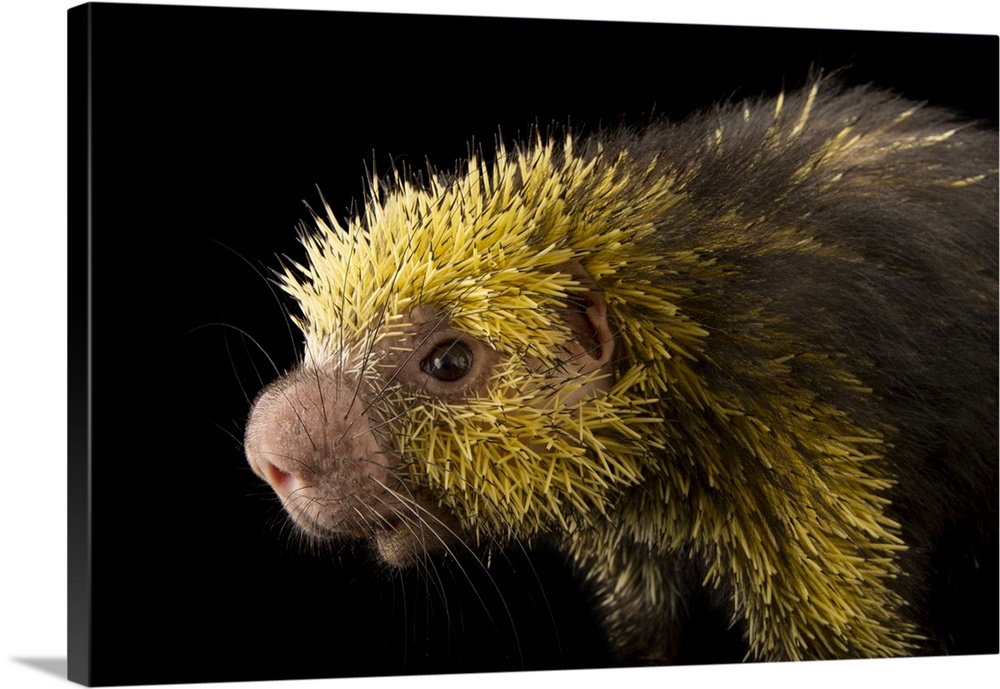A Mexican hairy dwarf porcupine (Coendou mexicanus) named Simon in the Kids Zoo section of the Philadelphia Zoo.
