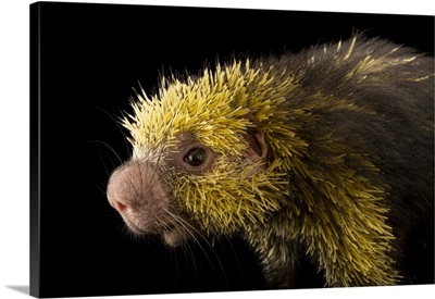 A Mexican Hairy Dwarf Porcupine, Philadelphia Zoo