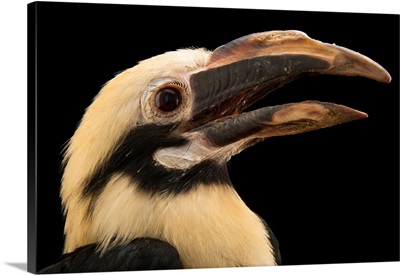 A Mindanao tarictic hornbill, Penelopides affinis affinis, from a private collection