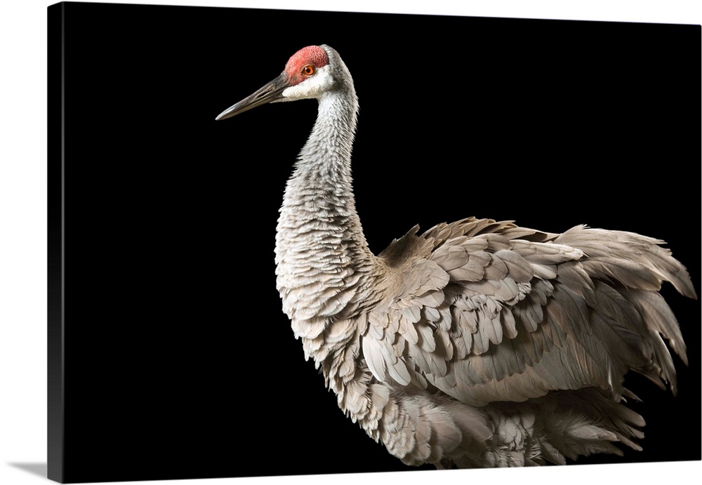 An endangered Mississippi sandhill crane (Grus canadensis pulla), at the Audubon Center for Research of Endangered Species...