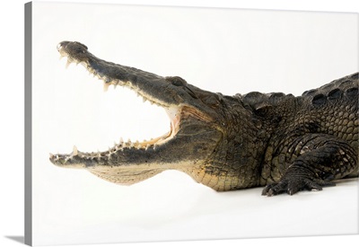 A Morelet's crocodile at the Saint Augustine Alligator Farm Zoological Park