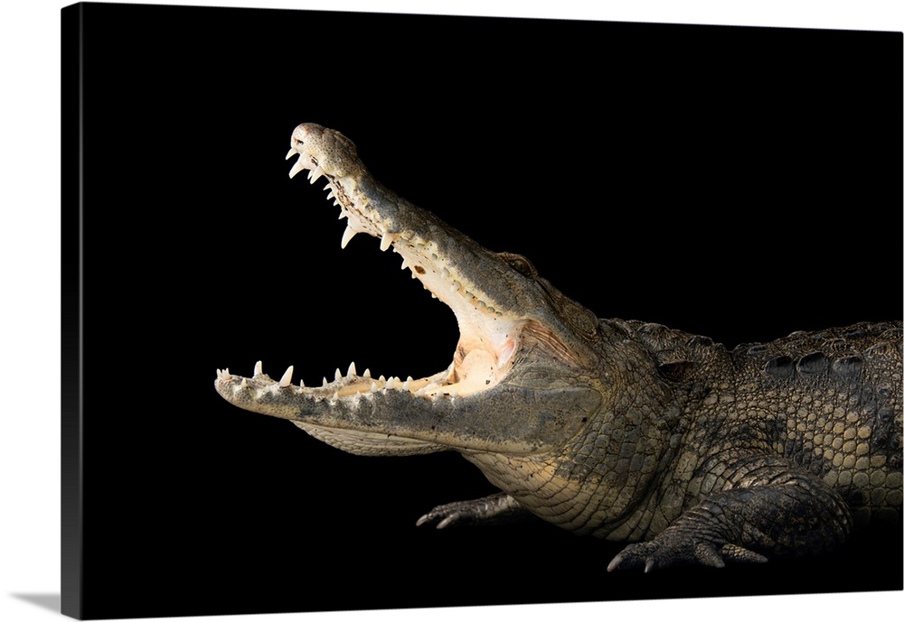 A Morelet's crocodile, Crocodylus moreletii, at the Saint Augustine Alligator Farm Zoological Park.