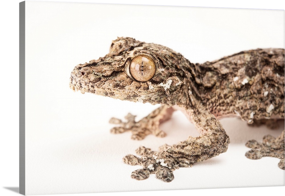 A mossy leaf-tailed gecko, Uroplatus sikorae, at the Omaha Zoo.