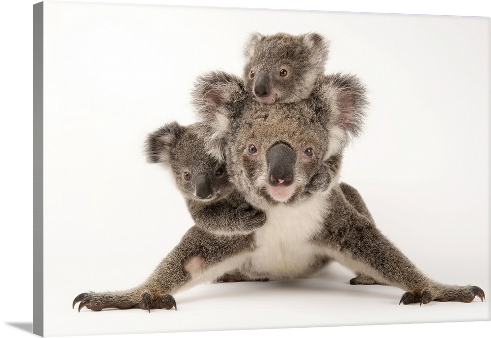 Augustine, a mother koala with her young ones Gus and Rupert (one is adopted and one is her own offspring) at the Australi...