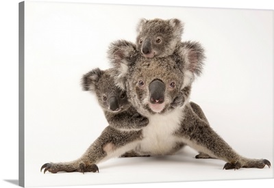 A Mother Koala With Her Young Ones, Australia Zoo Wildlife Hospital