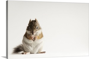 A Mount Graham red squirrel, one of the rarest animals in North America image thumbnail