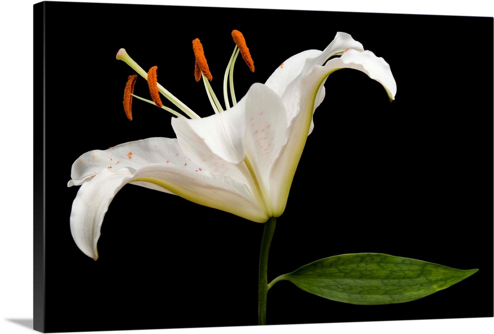 A Muscadet Oriental Lily, Lilium 'Muscadet'.