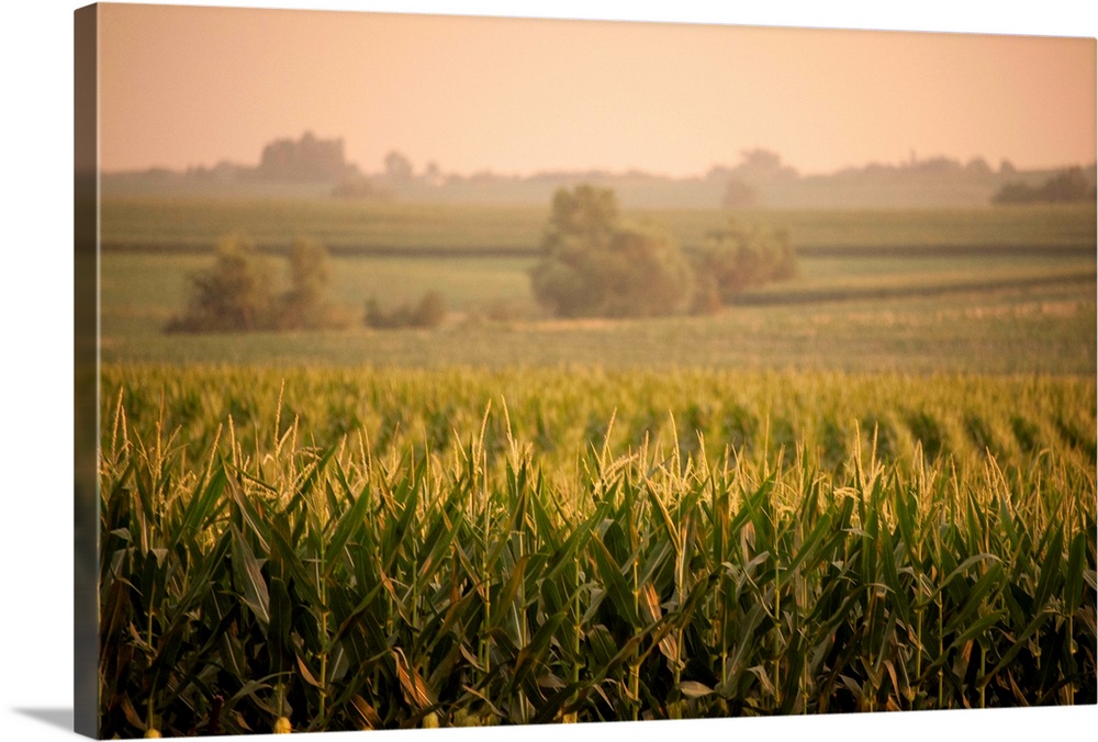 A non-irrigated field of corn near Bennet, Nebraska