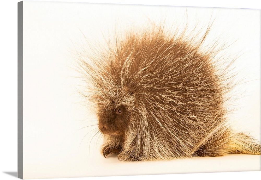 A North American porcupine (Erethizon dorsatum dorsatum) from the Calgary Wildlife Rehabilitation Society.