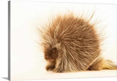 A North American Porcupine From The Calgary Wildlife Rehabilitation Society