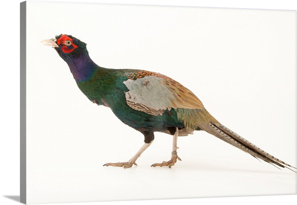 A Northern green pheasant, Phasianus versicolor robustipes, at the Plzen Zoo.