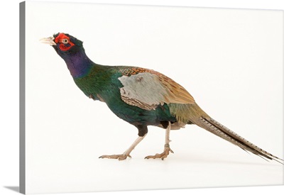 A Northern green pheasant, Phasianus versicolor robustipes, at the Plzen Zoo