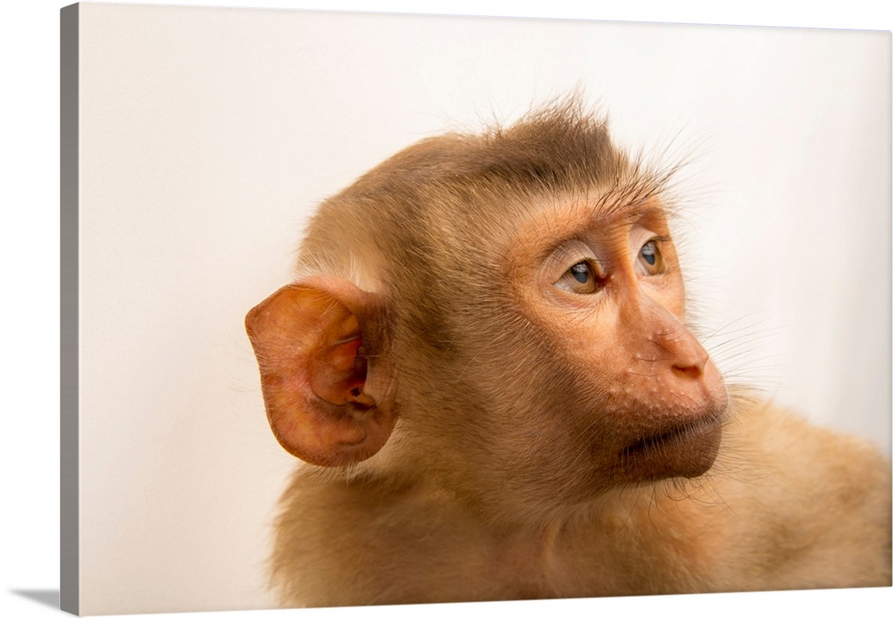 A baby northern pig-tailed macaque, Macaca leonina chinensis, at Angkor Center for Conservation of Biodiversity.