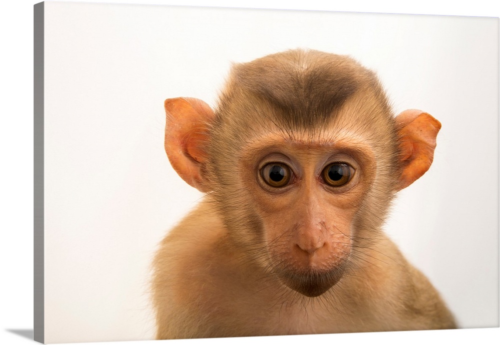 A baby northern pig-tailed macaque, Macaca leonina chinensis, at Angkor Center for Conservation of Biodiversity.