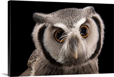 A Northern white-faced owl, at the Cincinnati Zoo