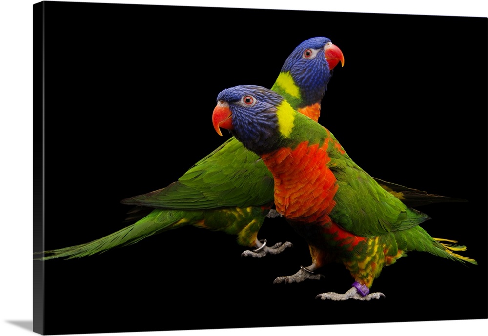 A pair of Australian rainbow lorikeets (Trichoglossus moluccanus) at the Indianapolis Zoo.