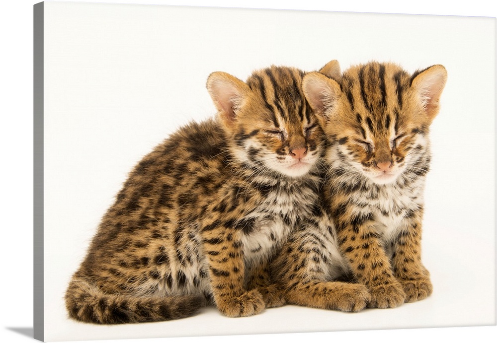 A pair of four-week-old old Asian leopard cats, (Prionailurus bengalensis bengalensis). These two were found abandoned by ...