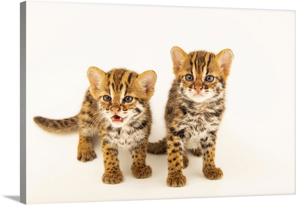 A pair of four-week-old old Asian leopard cats, (Prionailurus bengalensis bengalensis). These two were found abandoned by ...