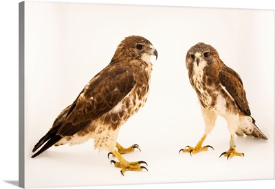 A Pair Of Hawaiian Hawks At Sia, The Comanche Nation Ethno-Ornithological Initiative