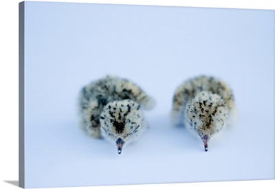 A pair of least tern chicks, interior population, Sterna antillarum