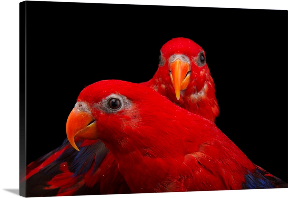 A pair of red lories, Eos bornea, at the Indianapolis Zoo.