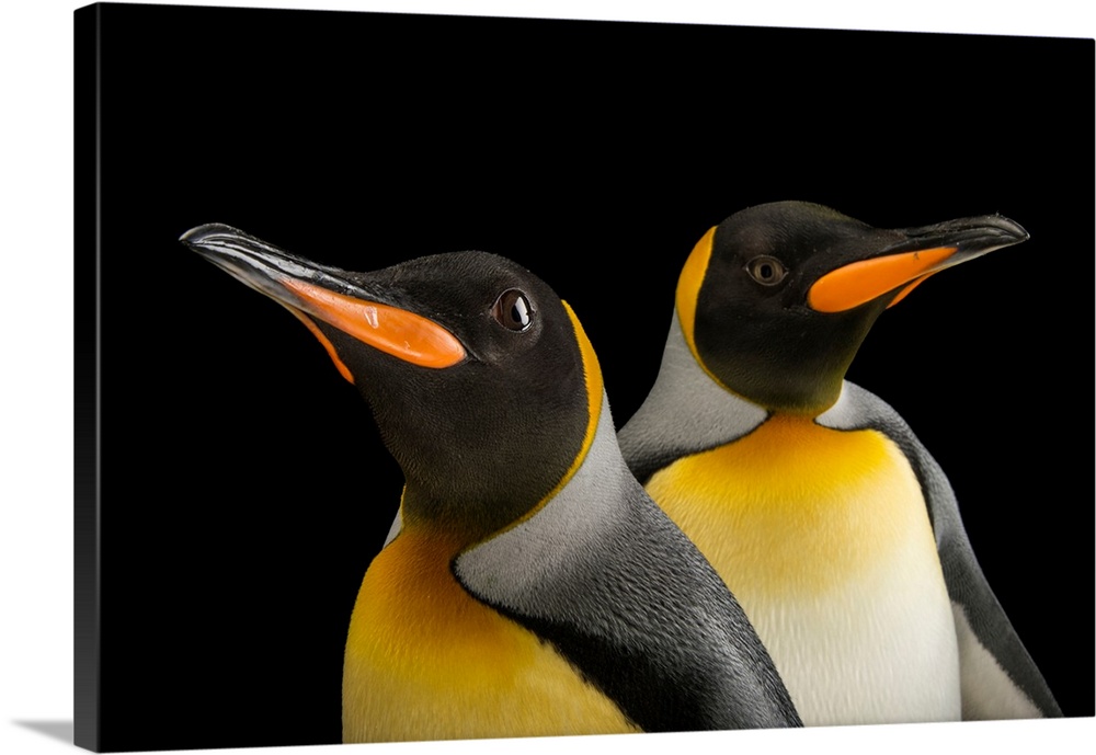A pair of South Georgia king penguins, Aptenodytes patagonicus patagonicus.
